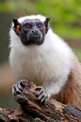 [1e63d] ~R.e.a.d# Mantle Tamarin Journal: 150 Page Lined Notebook/Diary -  %ePub*