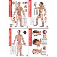 [b8984] %Read^ ^Online@ Portable latest international standards for acupuncture acupuncture meridian charts (men live version) (waterproof tear is not bad value edition) [paperback] - Ben She !ePub~