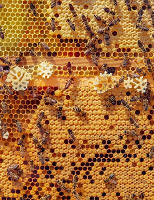 [138e5] @Download^ Notebook: Bees nature animal honeycomb honey bee apiary apiarist insect insects animals -  ~P.D.F!